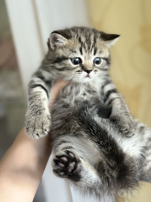 Мальчик страйт шотландский