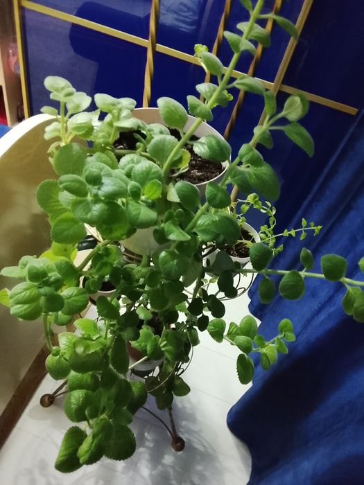 Комнатные цветы, распродажа