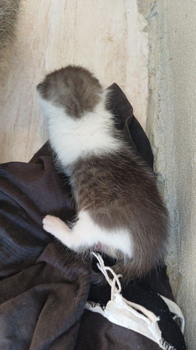 Кошка кому нужно