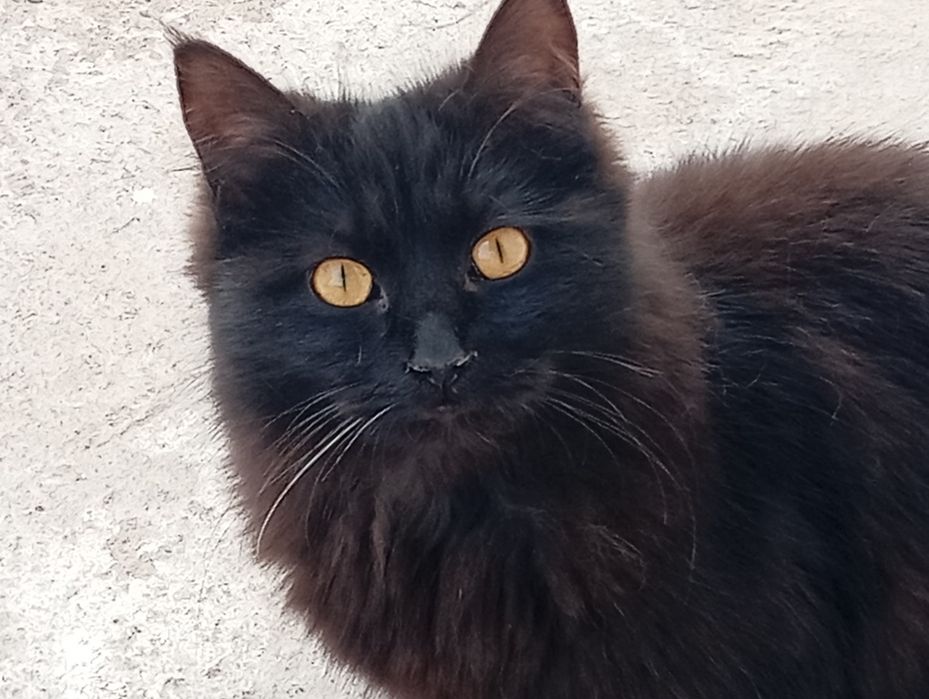 Отдам Кошки  три сестрички