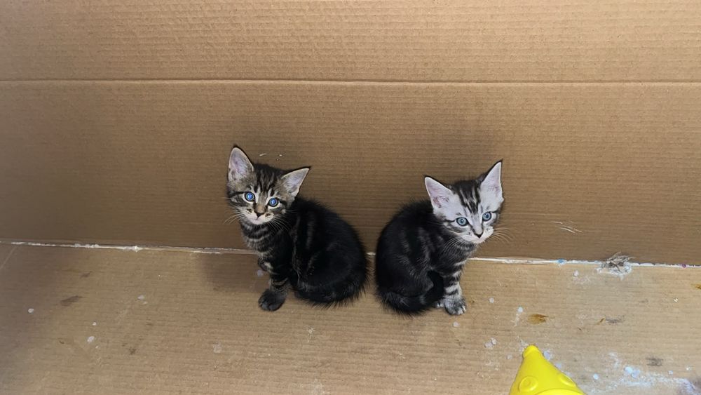 Продам милых,красивых котят.