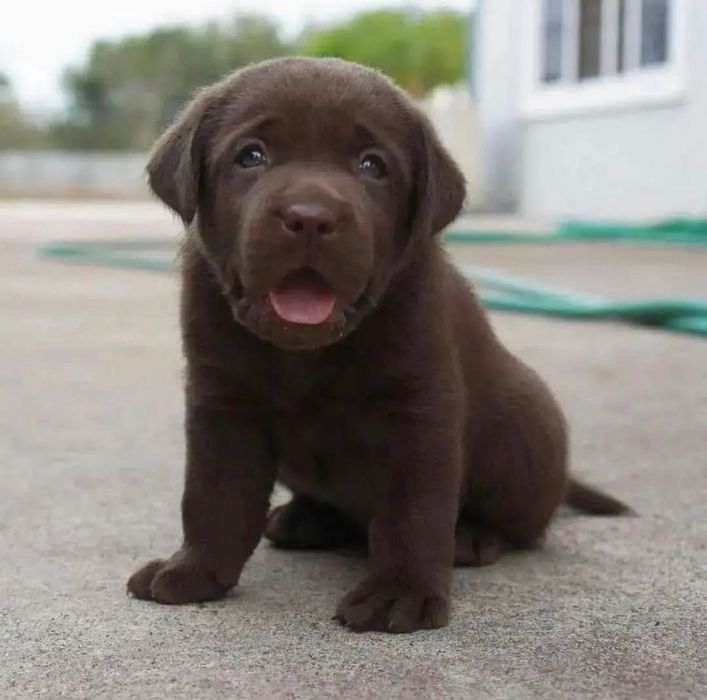 Щенки Лабрадора Астана