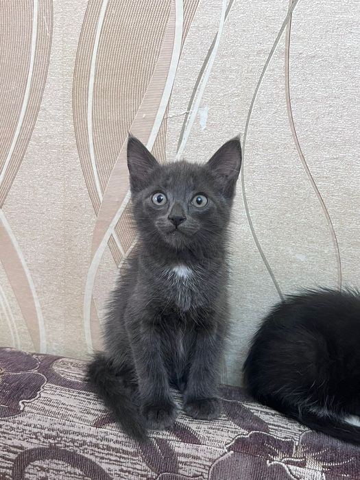 Отдам котят в добрые руки