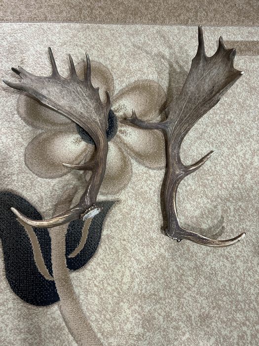 Чифт от лопатар