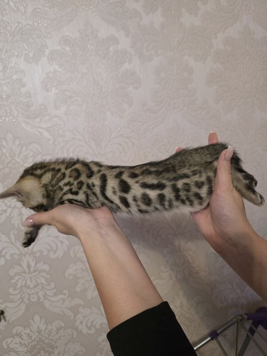 Бенгальские котята