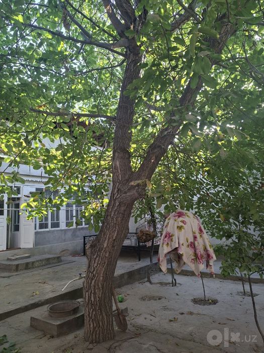 Срочно ёнгок дарахт