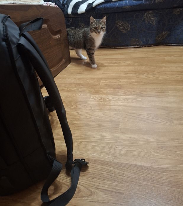 Кошечка ищет дом