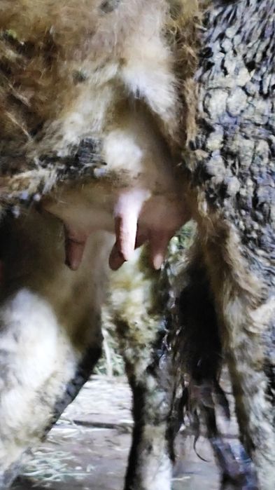 Сиыр бұзаумен сатылады