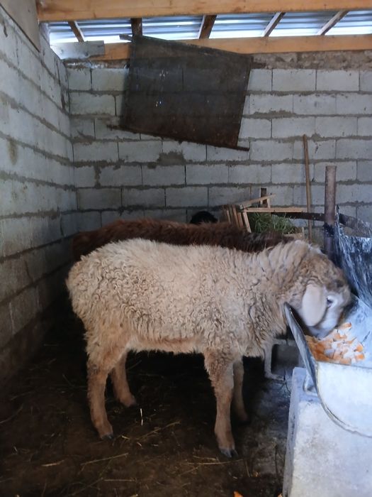 Продам баранов тохтушки