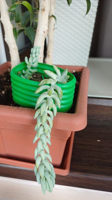Продам ампельный суккулен