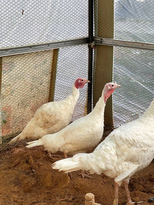 Домашний Индюк 3-4кг живой вес