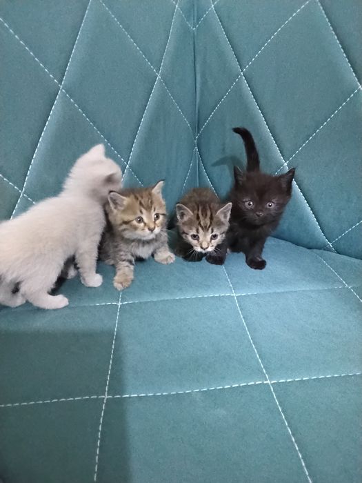 Скотш страйт болалари