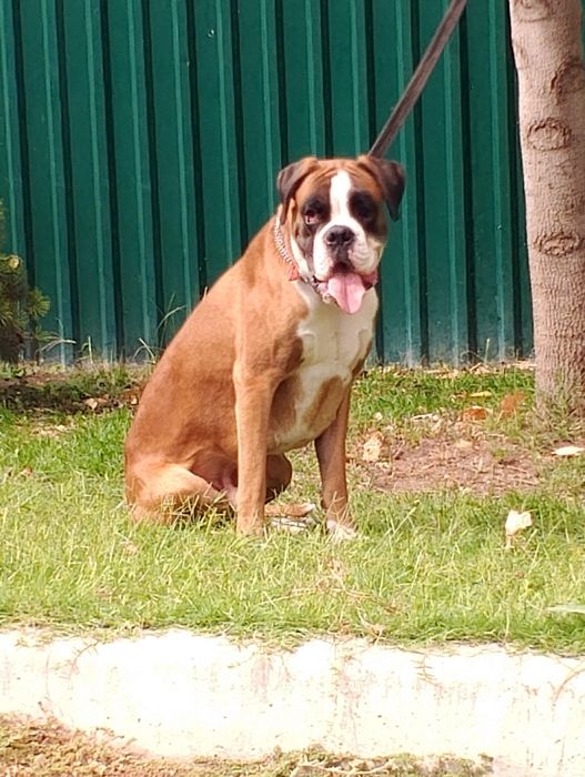 Продаются щенки немецкого боксёра