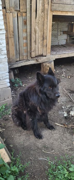 Овчарка длинно шерстный продам