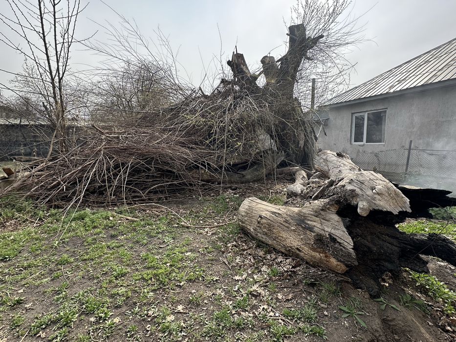 Отдам бесплатно дрова (самовывоз)
