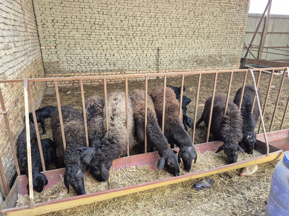 ona bola qo’ylar sotiladi.!