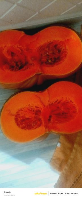 Продам тыкву домашнюю