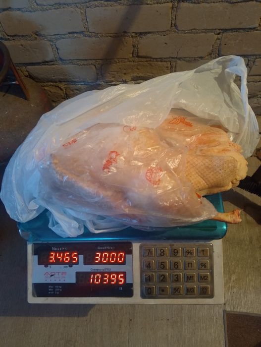 Продам домашних гусей