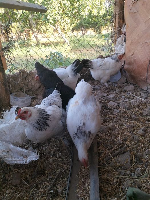 Тауық бар сатылады