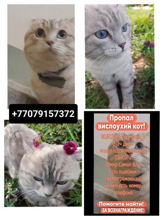 Ищем вислоухого кота