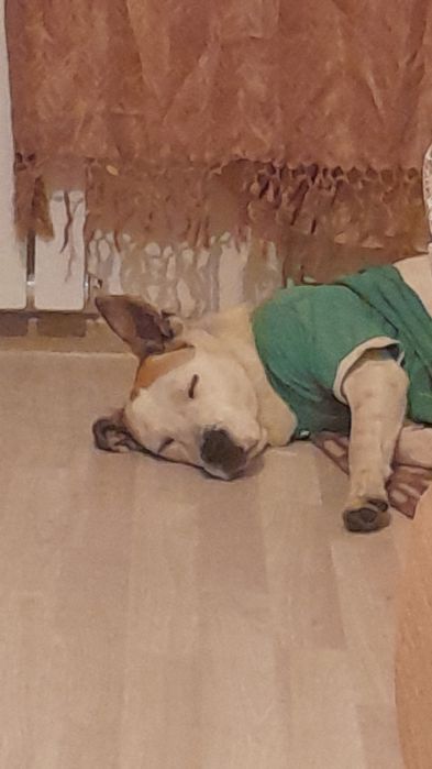 Отдам в хорошие руки