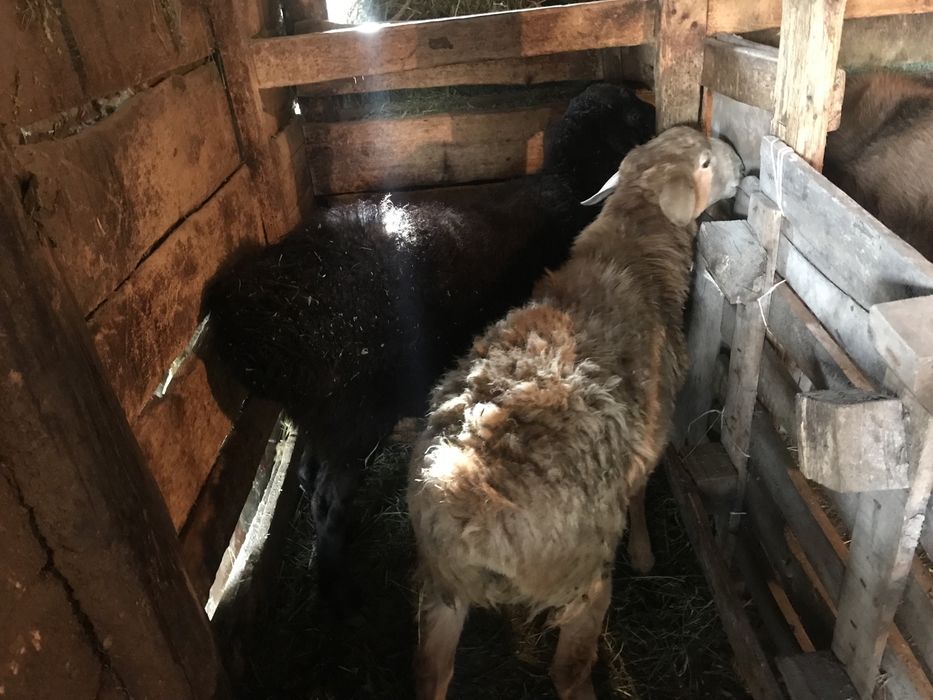 Продаются бараны