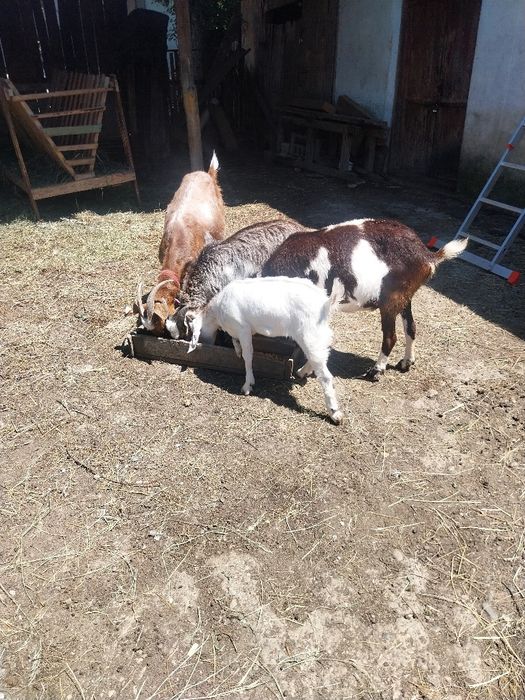 Cauta casa nouă !!
