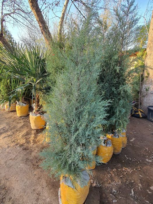 Арча archa дарахтлар палма сасна кипарис бор