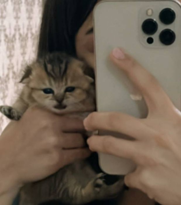 Shinshilla bolalari sotiladi