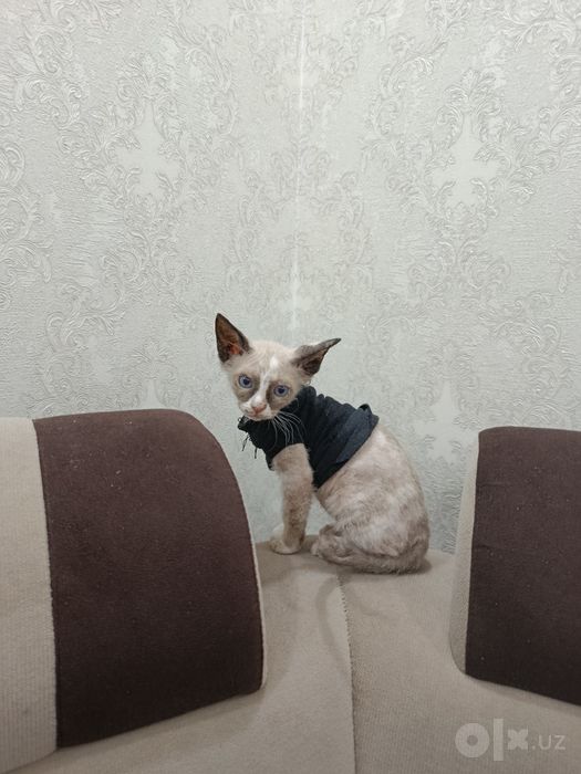 Продам! Котята ,, сфинкс "