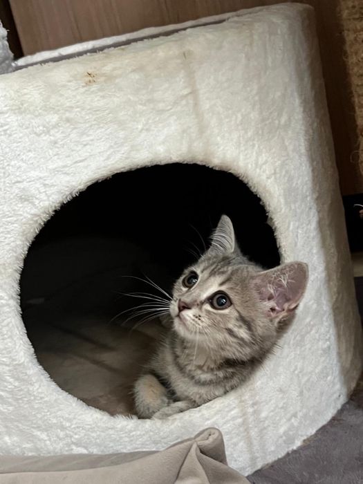 Шотландской котенок