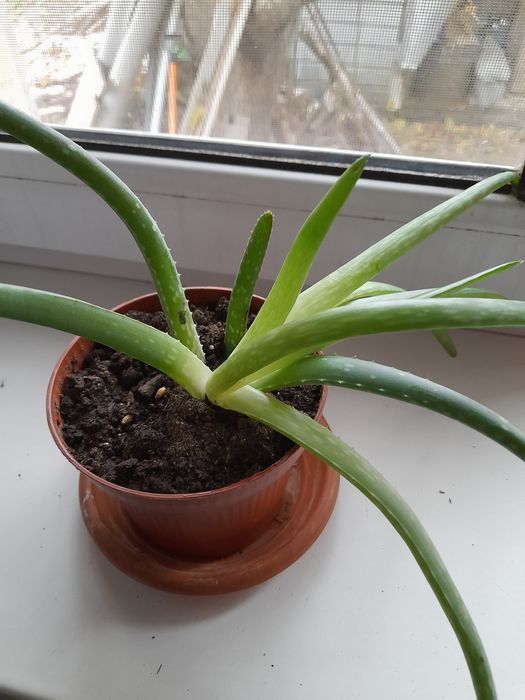 Продам алоэ вера