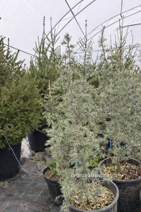 Бързорастящи и вечнозелени растения