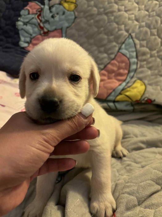 Catel labrador cauta casuta