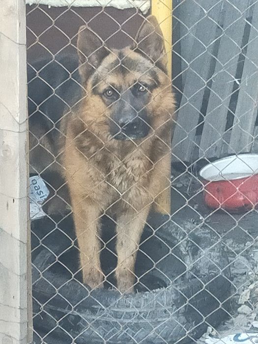 Кобель немецкой овчарки для вязки