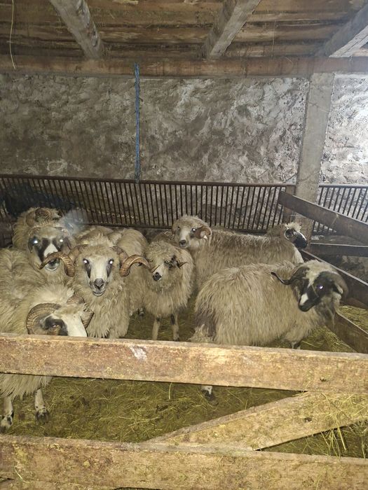 Vând berbeci  mai multe detalii la nr de telefon