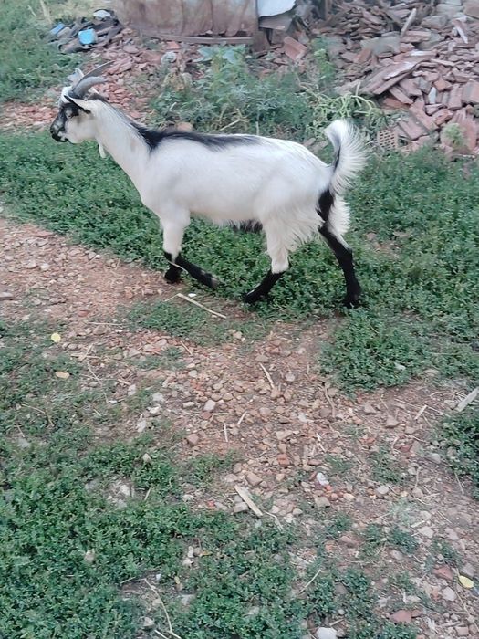 Vand tap Alpin francez cu Anglia nubian