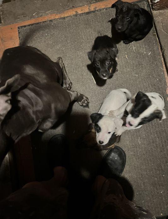 Шенки в добрые руки