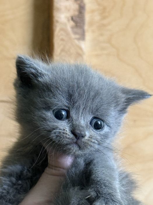 Катята скоттиш фолд и страйт