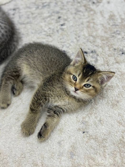 Продаются котята скоттиш страйт