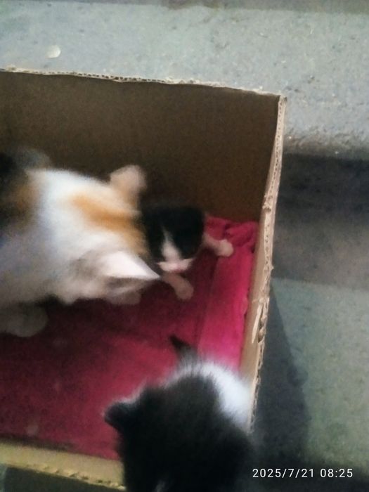 Пропала кошечка.