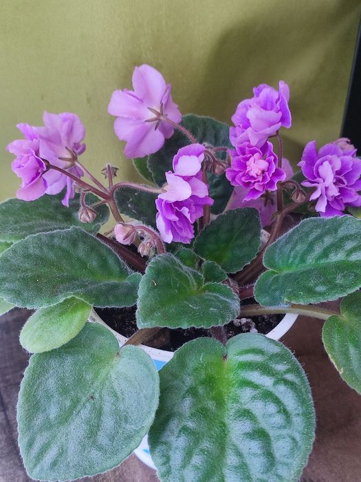 Кротон красивый.