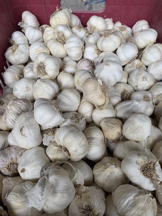 Чесън за консумация зимно и пролетно засаждане