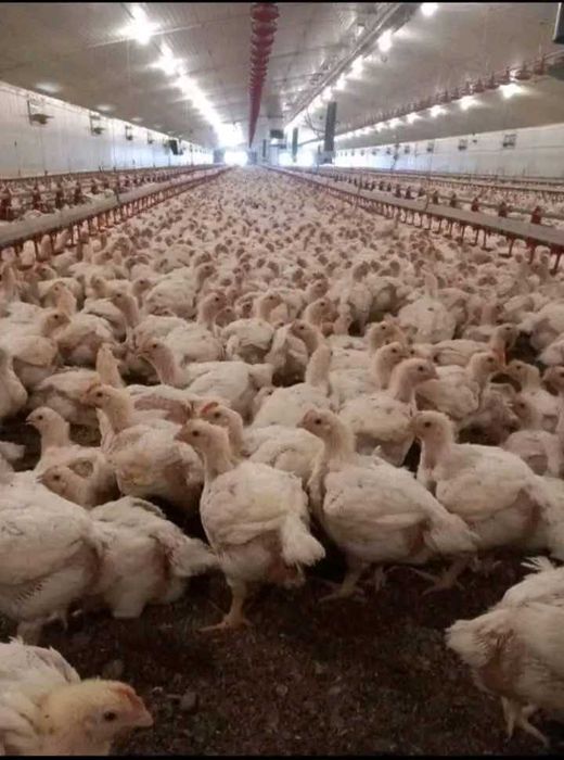 Pui rasa mixta alb de carne sanatosi 100 la 100