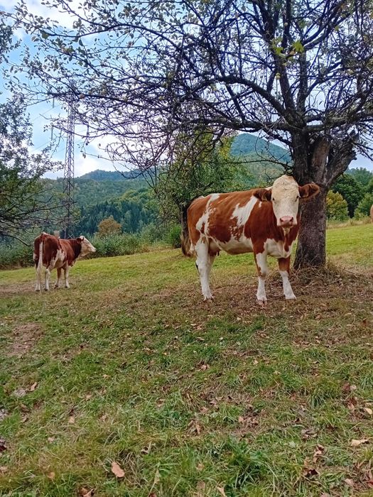 Vand 4 juninci baltata romaneasca