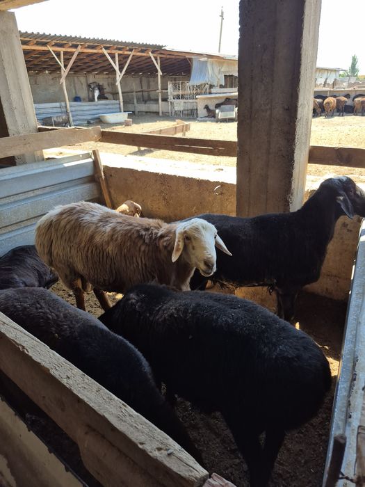 Qurbon hayiti munosabati bilan Hisori qochqor (nasildor, qurbonlik va