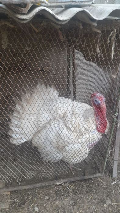 Kurka tezda sotiladi