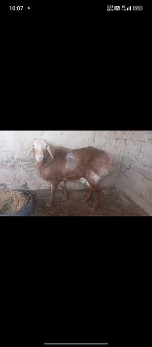 Қошқар сатылады .