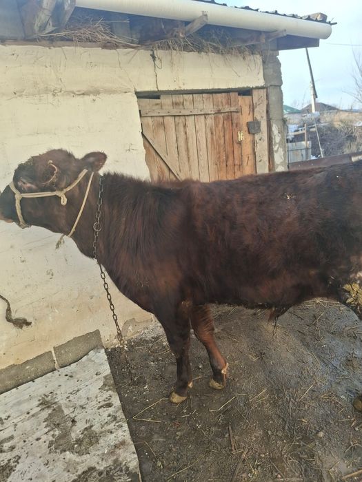 Продается Бычок отличный