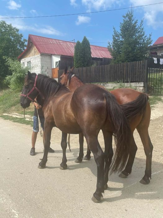 Vînd 2 caii de 5 ani garantați la tras